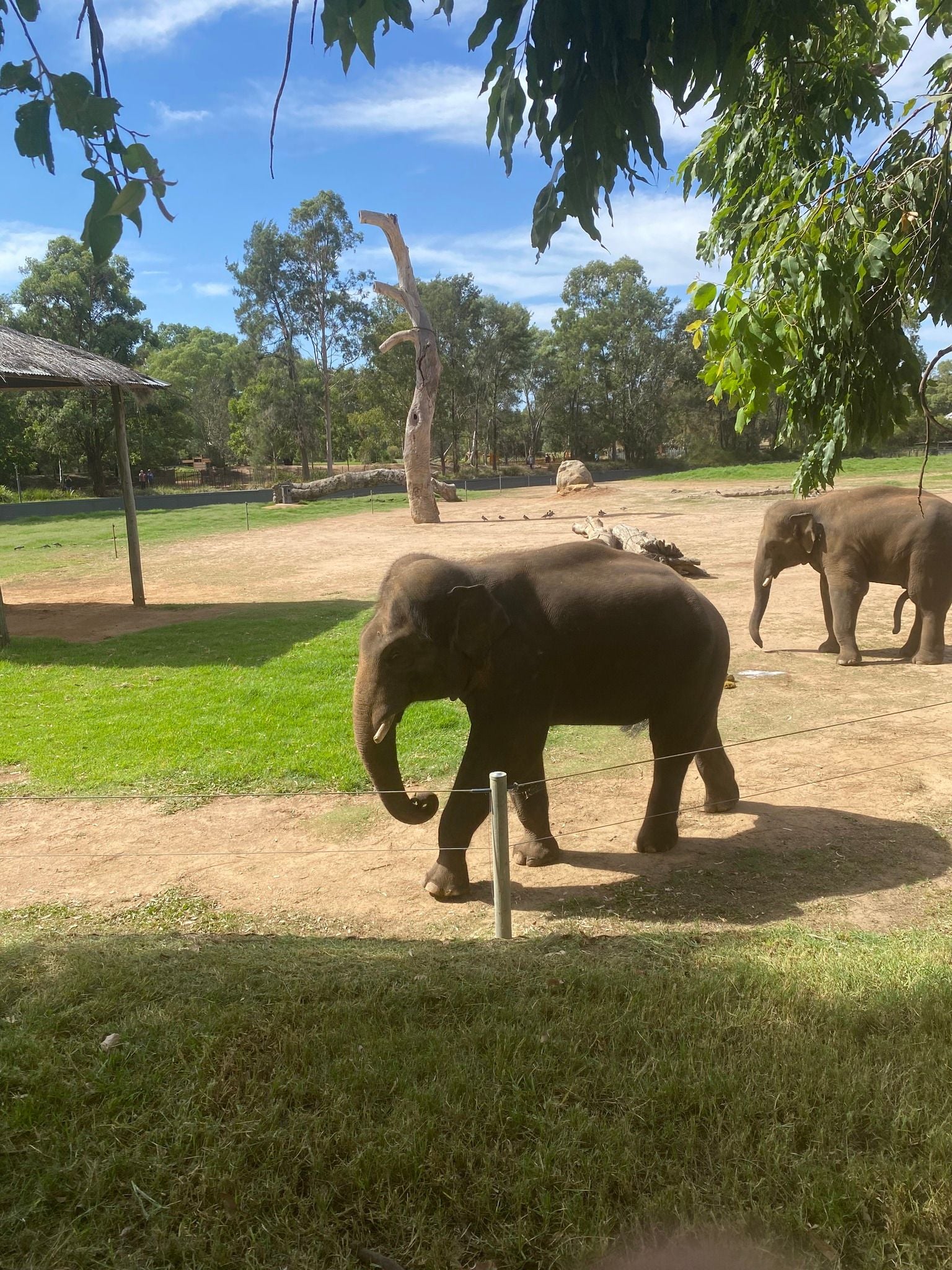 Dubbo Zoo 2025 Image -67de04cf91448